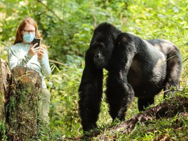 gorilla trekking safety Rwanda