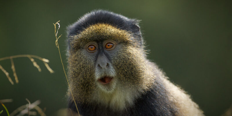 Primates Trekking Safari2222 Primates Trekking Safari2222