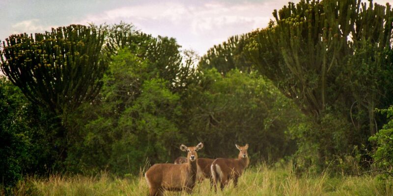 Queen Elizabeth National Park Queen Elizabeth National Park