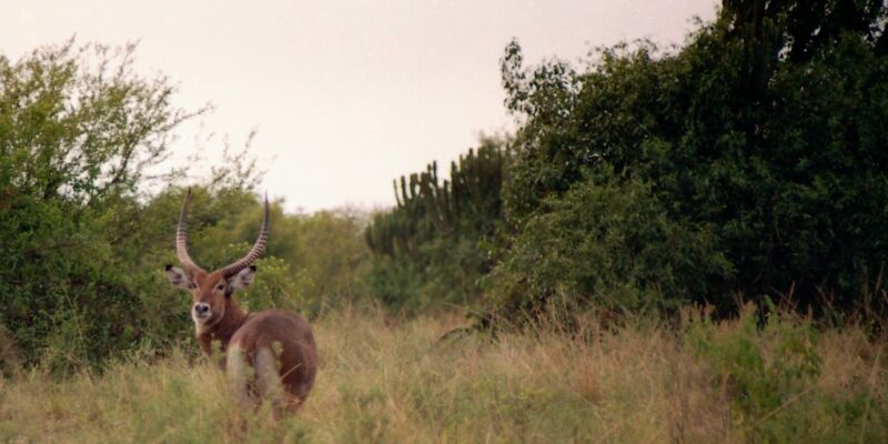 Queen Elizabeth National Park2 Queen Elizabeth National Park2