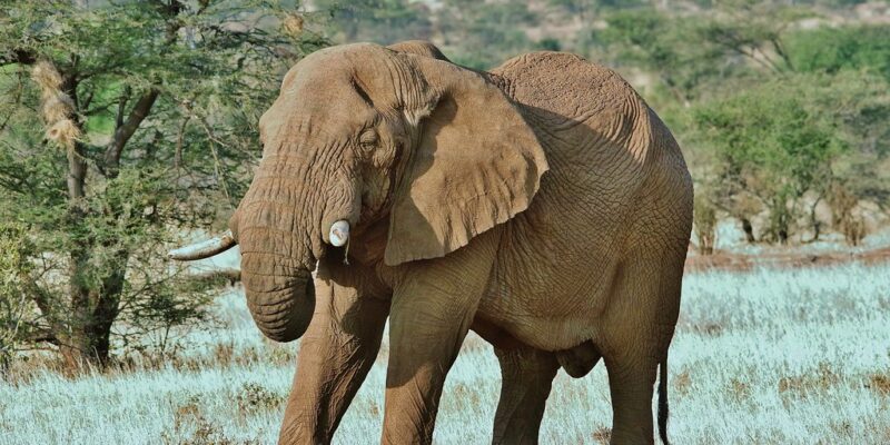 Samburu National Reserve Samburu National Reserve