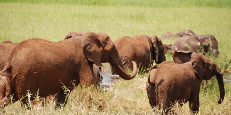 TARANGIRE SAFARI5 TARANGIRE SAFARI5