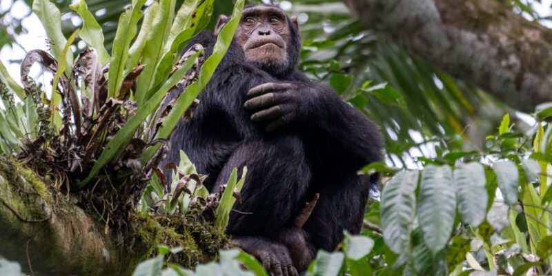 Trekking-chimpanzees-of-Nyungwe-forest-national-park Trekking-chimpanzees-of-Nyungwe-forest-national-park