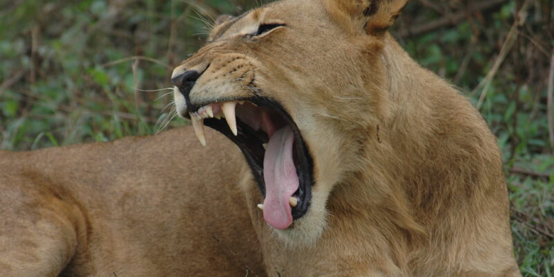 tree-climbing lions in wildlife tree-climbing lions in wildlife
